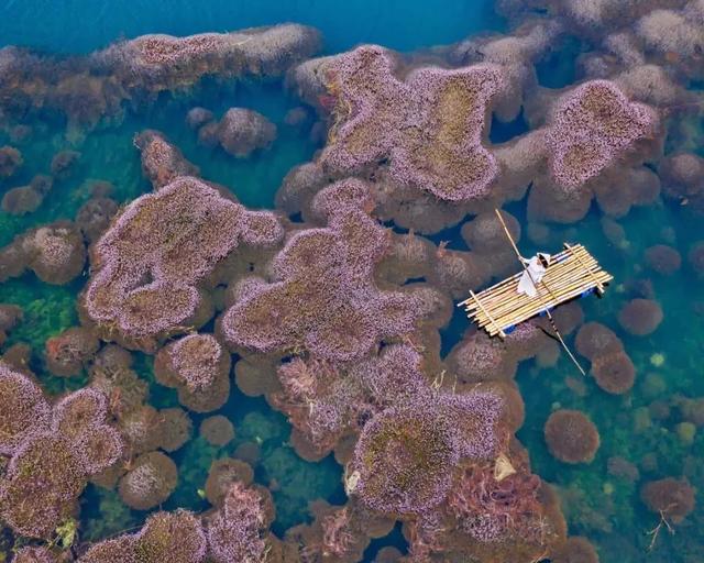 圖片關鍵詞 國家蘑菇地理:中國哪里的蘑菇最好吃?