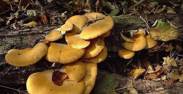 圖片關鍵詞 國家蘑菇地理:中國哪里的蘑菇最好吃?