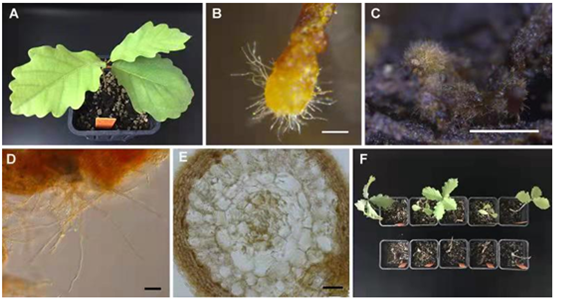 圖片關鍵詞 圖片關鍵詞