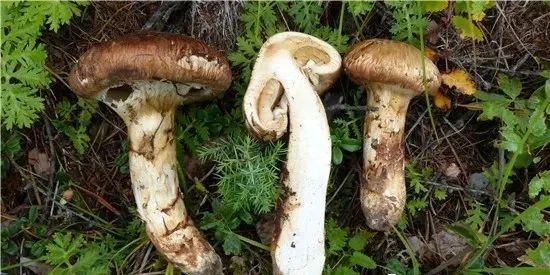 圖片關鍵詞 https://mmbiz.qpic.cn/mmbiz_jpg/ib6gHnfia6OolGjzD5F24BQpFx6zLAIoFcauUYQIREhVrDT68Cic6hOibiaEZsAKHLrIlKUwgxatdQjRbHfYWqNeMow/640?wx_fmt=jpeg