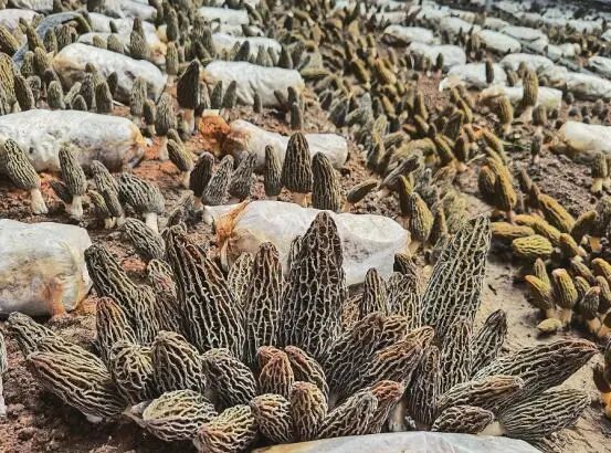 圖片關鍵詞 圖片